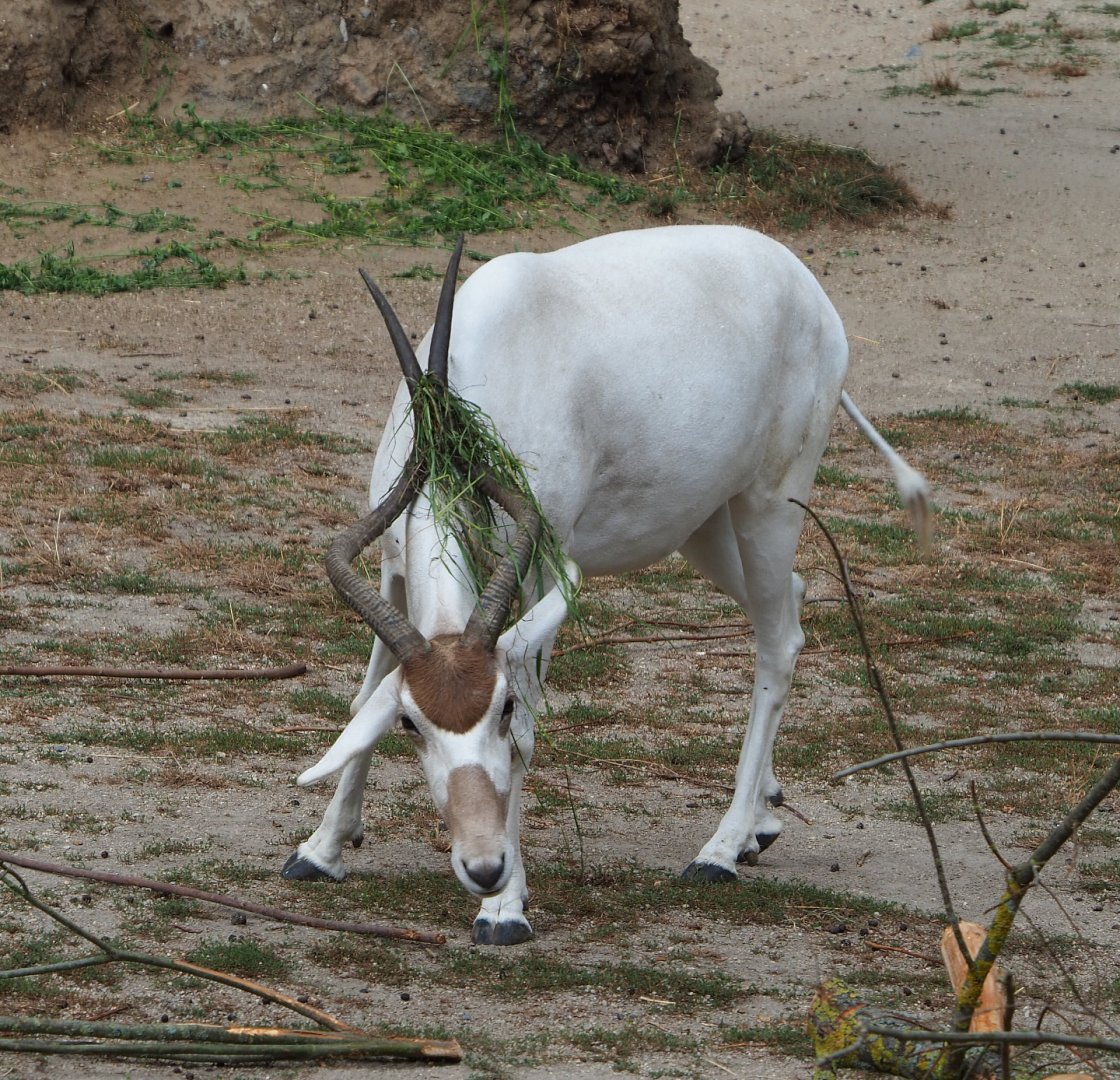 Addax (Addax nasomaculatus), 2020-08-15