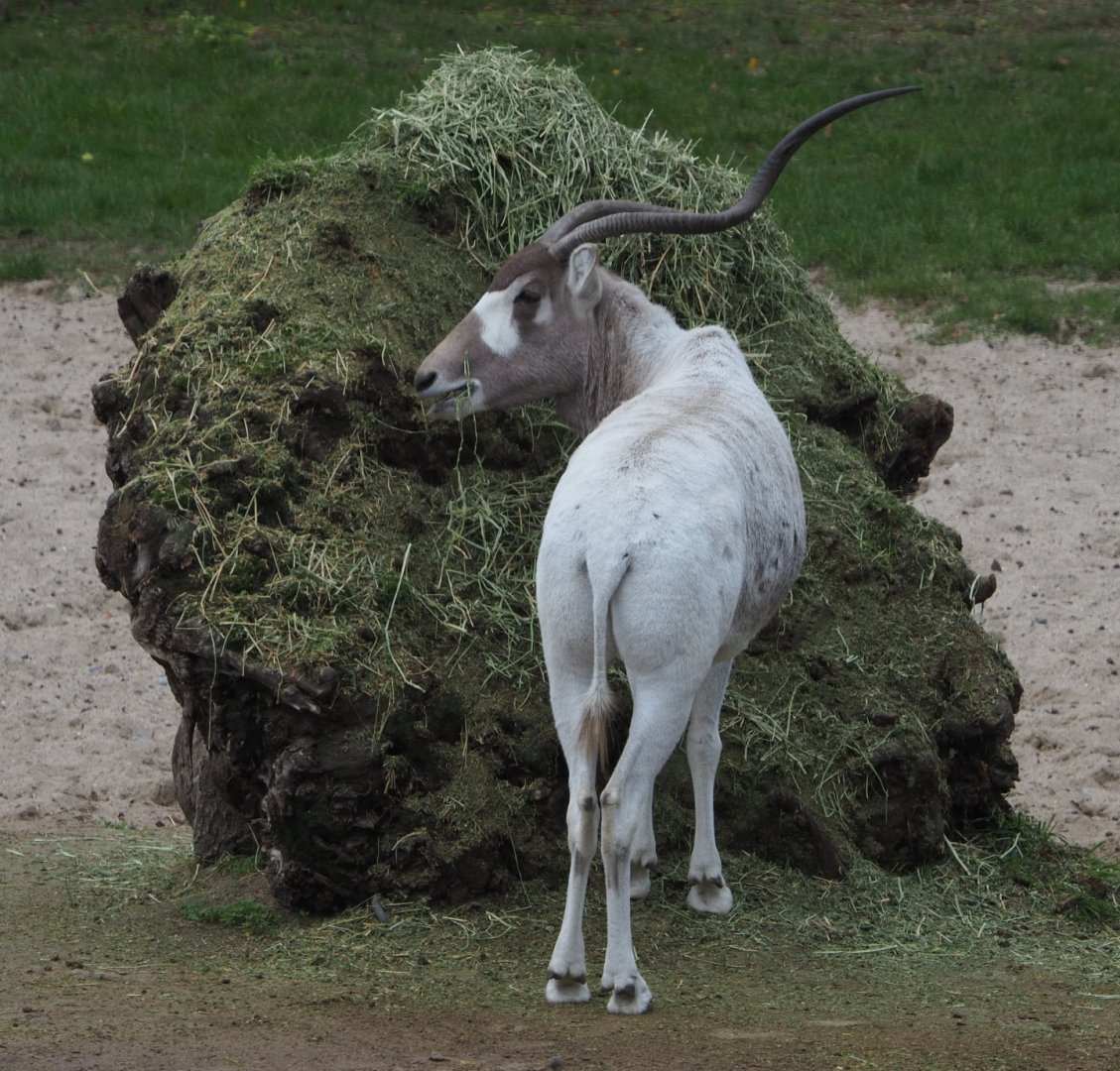 Addax (Addax nasomaculatus), 2020-10-19