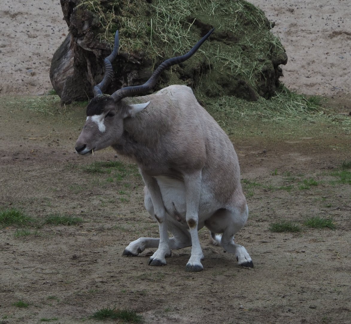 Addax (Addax nasomaculatus), 2020-10-19