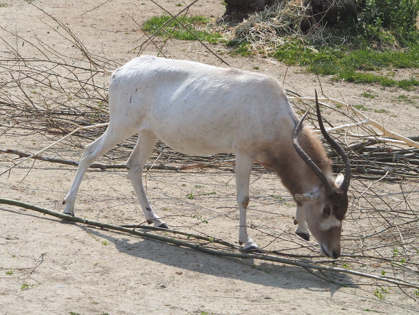 Addax (Addax nasomaculatus), 2021-04-20