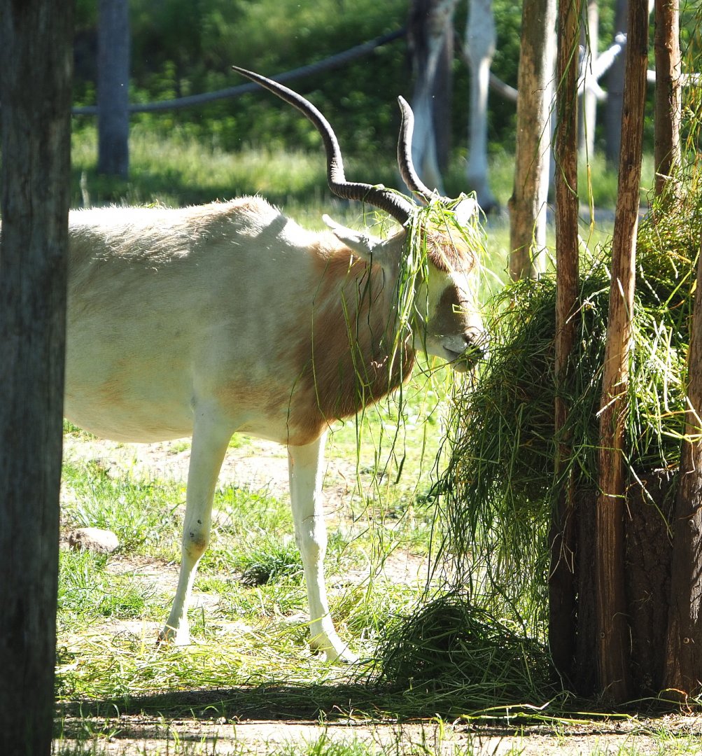 Addax (Addax nasomaculatus), 2021-06-01