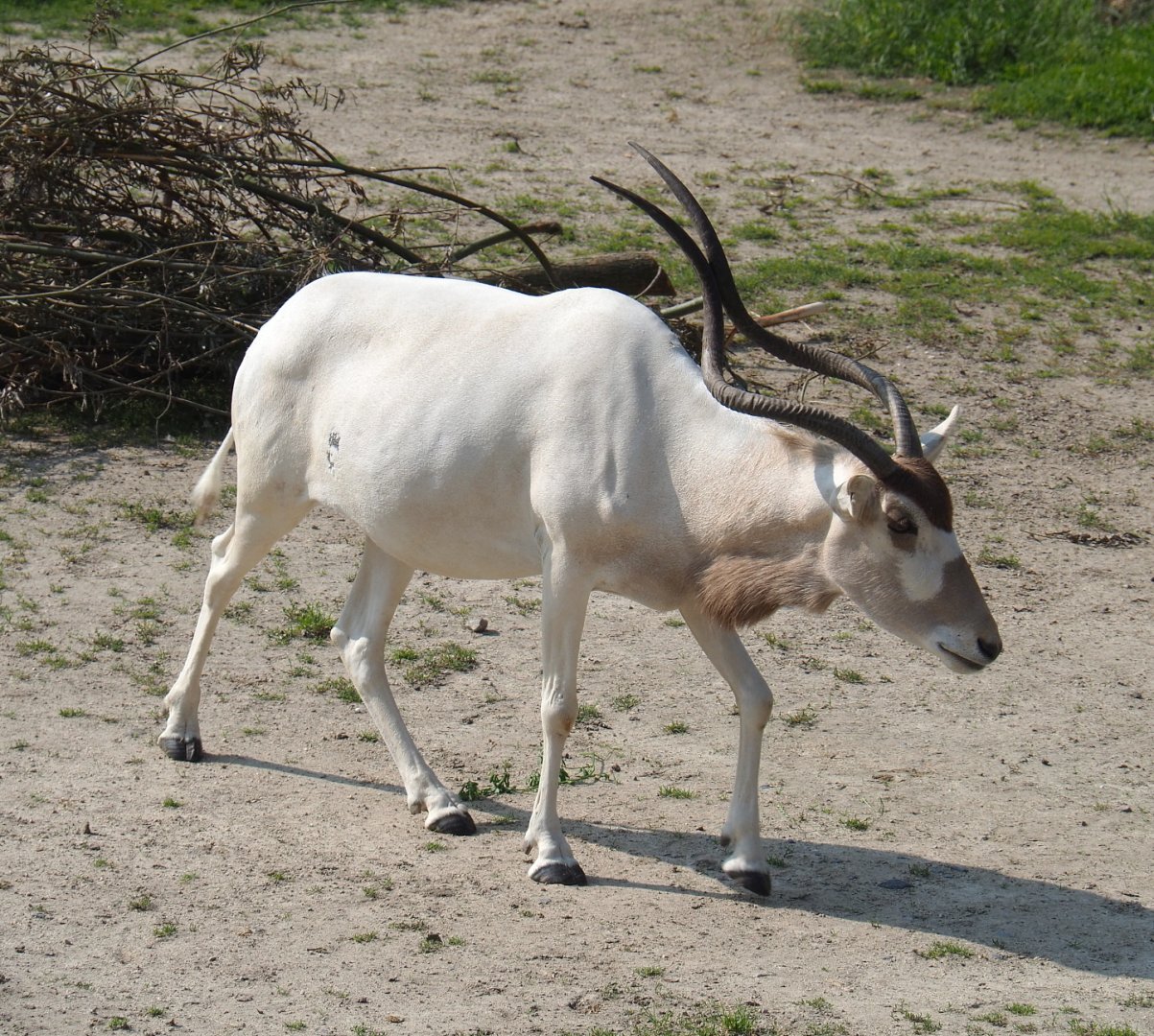 Addax (Addax nasomaculatus), 2021-07-20
