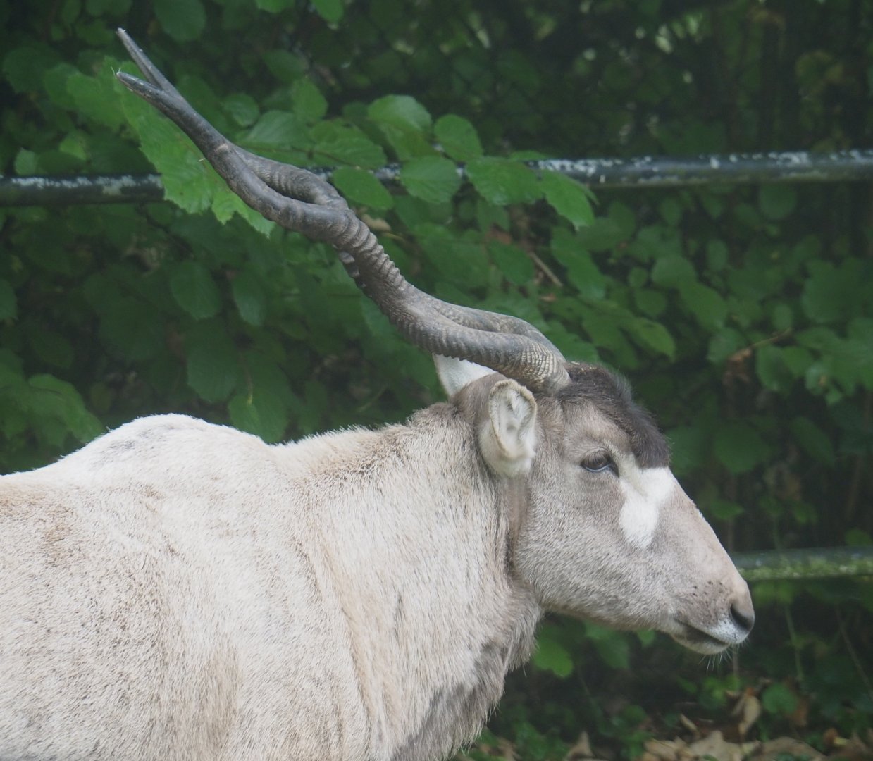 Addax (Addax nasomaculatus), 2021-10-10