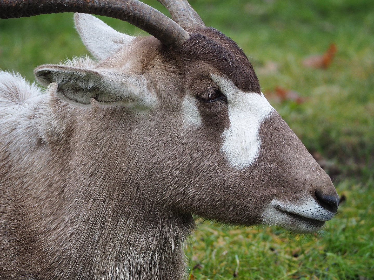 Addax (Addax nasomaculatus), 2021-12-07