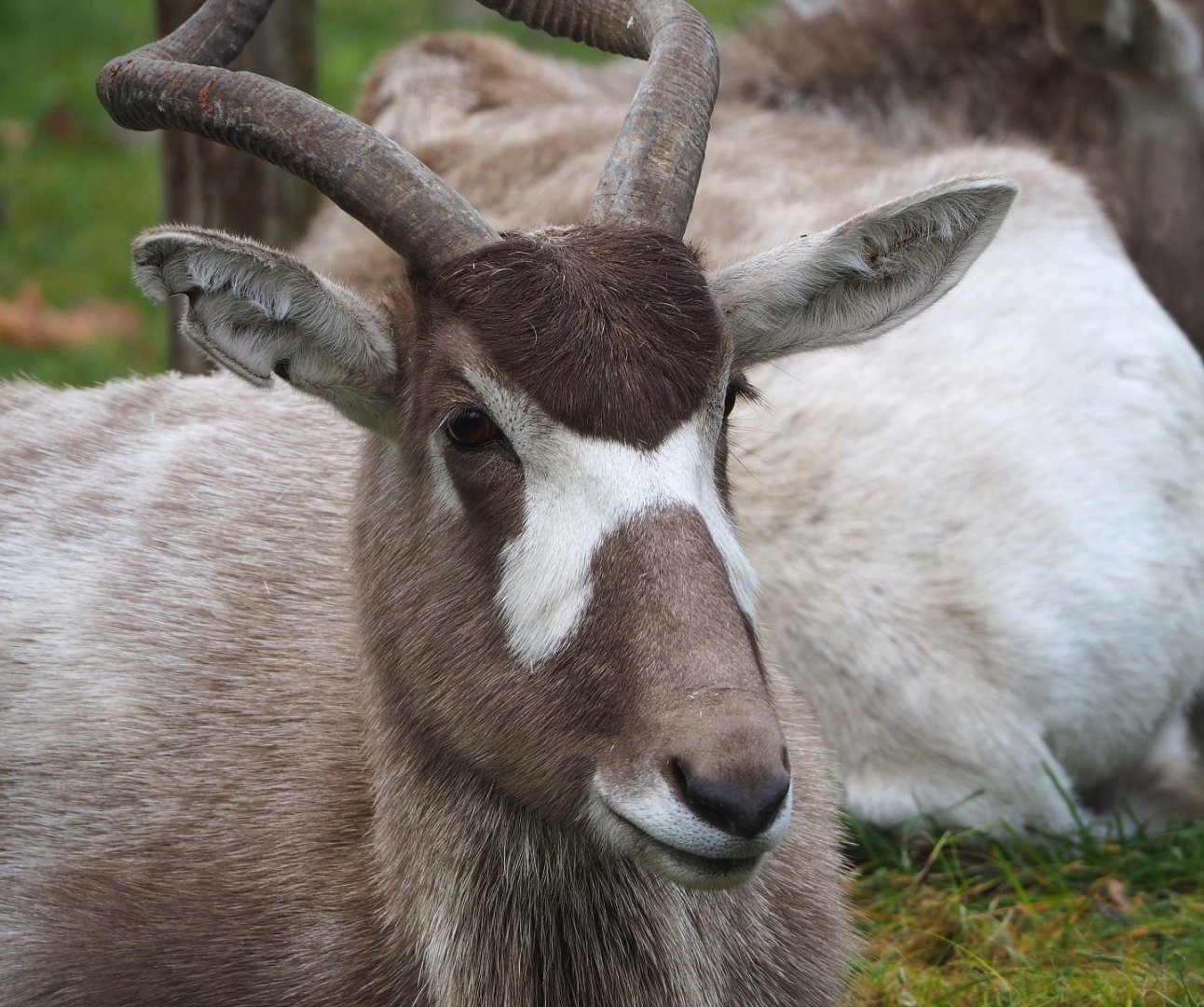 Addax (Addax nasomaculatus), 2021-12-07