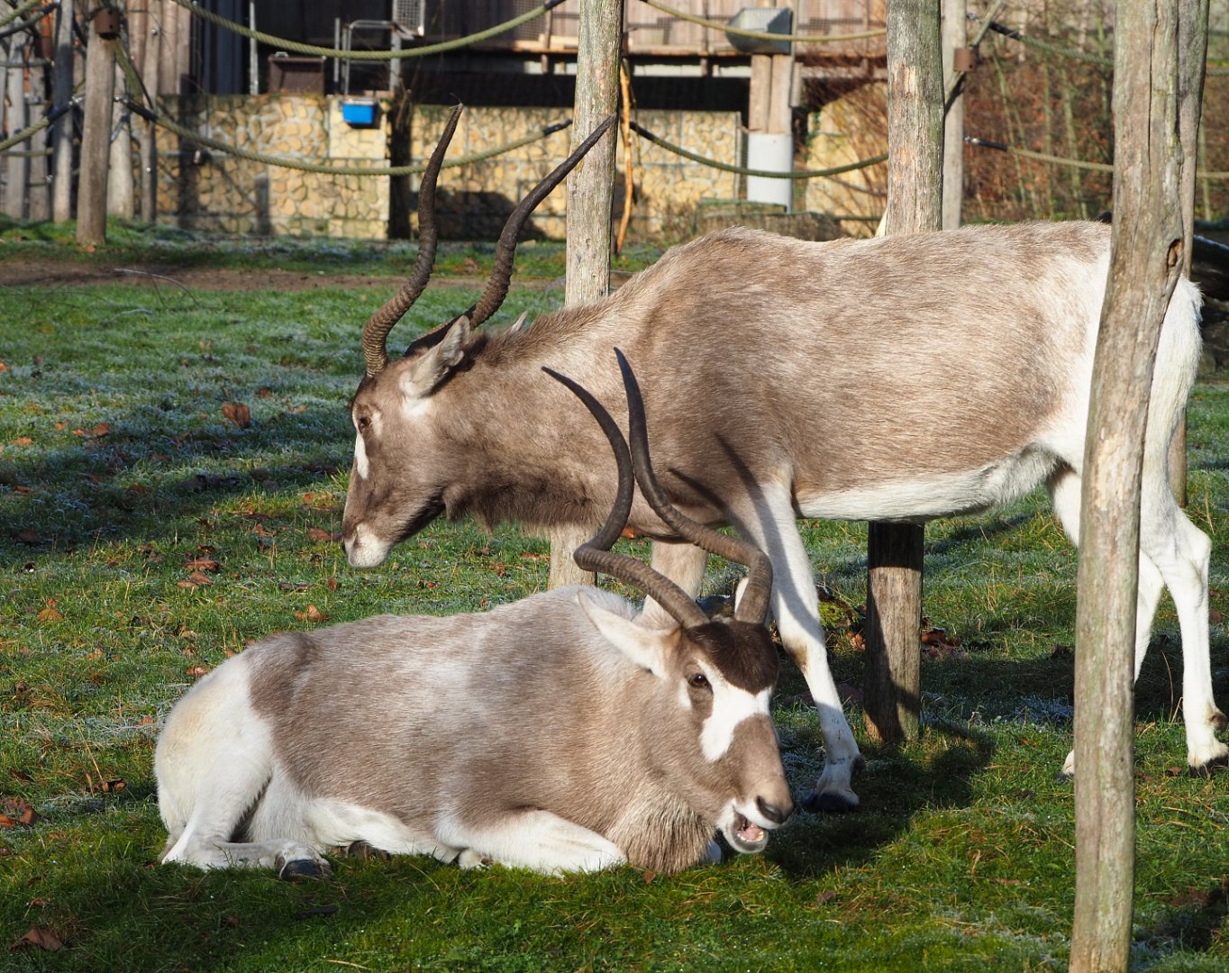 Addax (Addax nasomaculatus), 2021-12-22