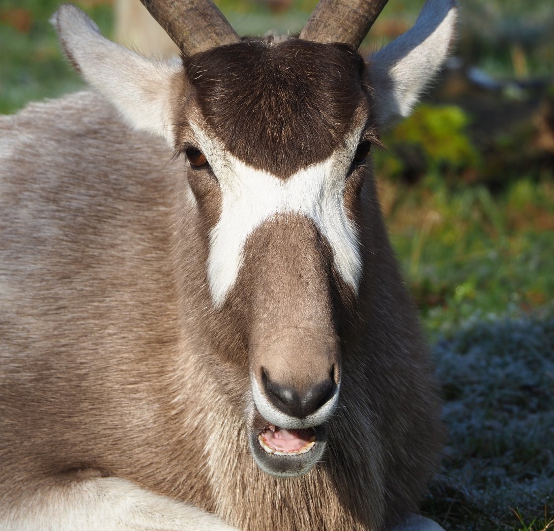 Addax (Addax nasomaculatus), 2021-12-22