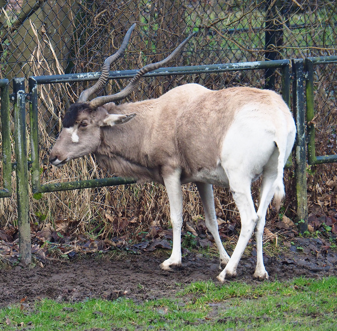 Addax (Addax nasomaculatus), 2022-01-02