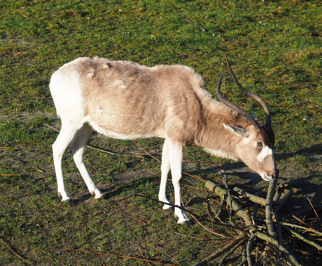 Addax (Addax nasomaculatus), 2022-01-30