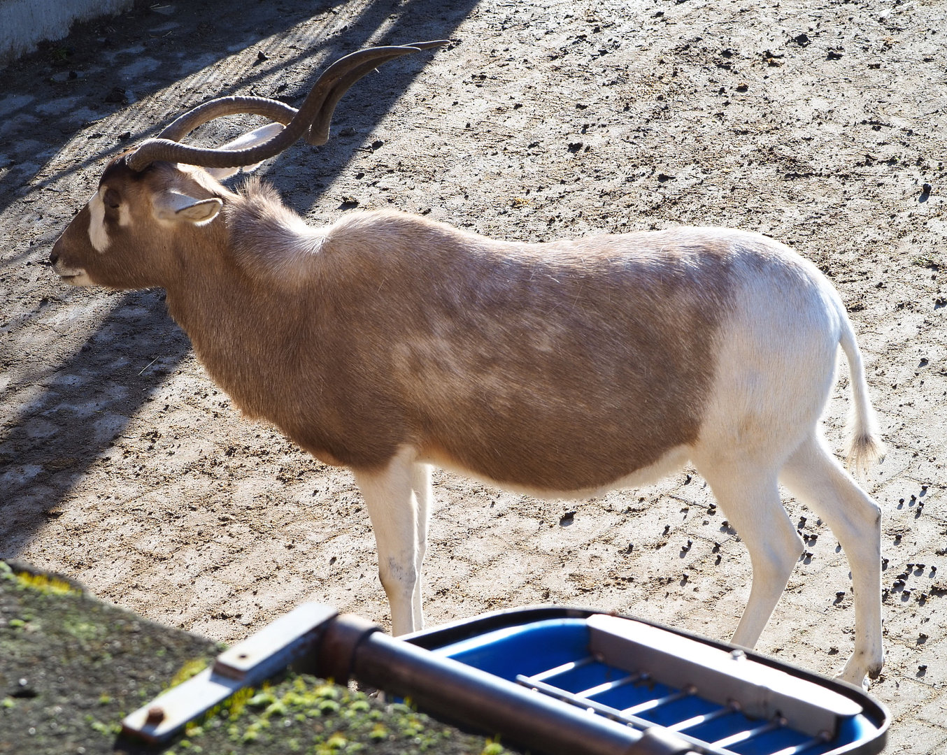 Addax (Addax nasomaculatus), 2022-02-12
