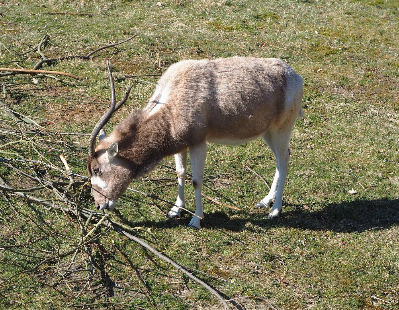 Addax (Addax nasomaculatus), 2022-03-08