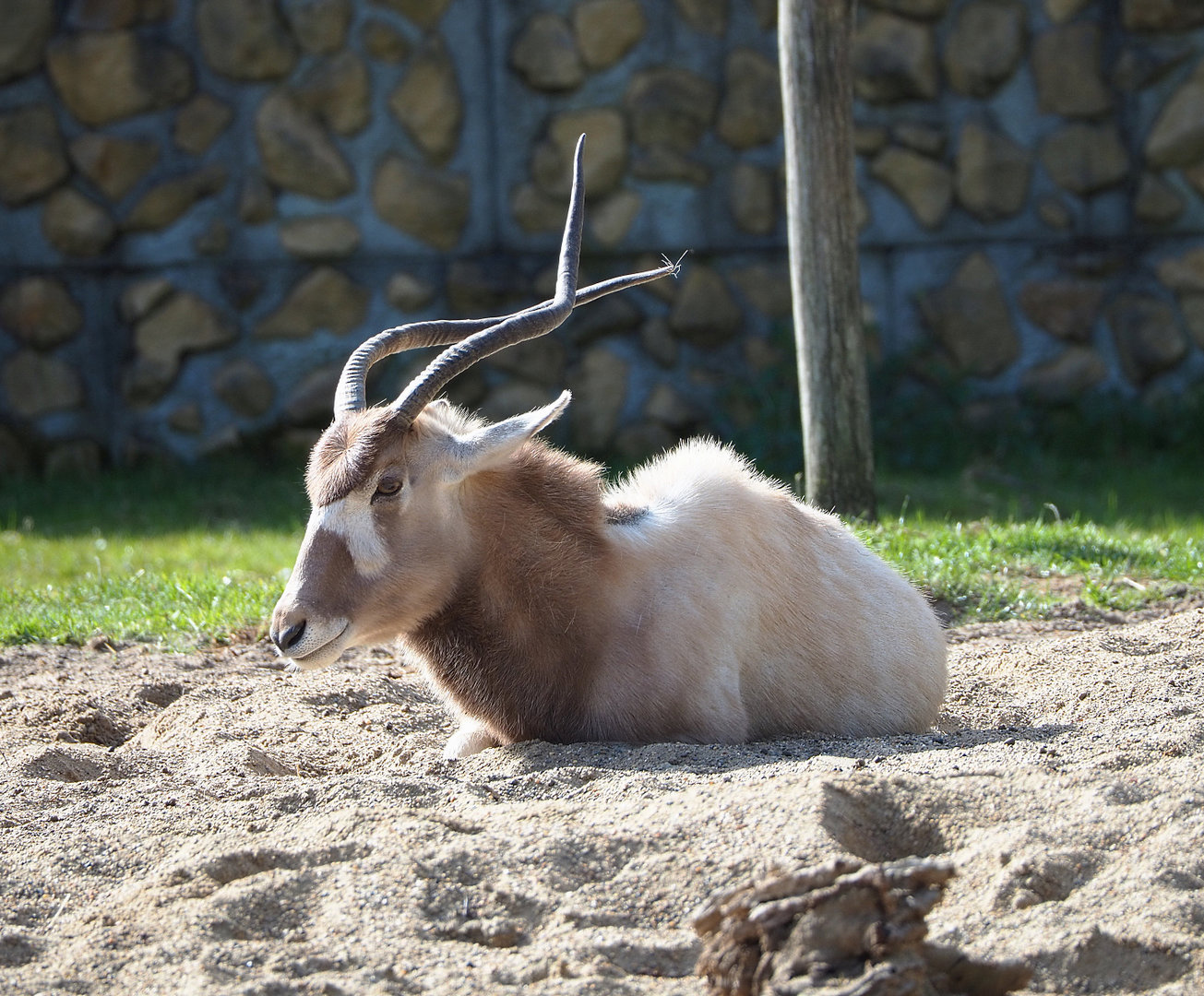Addax (Addax nasomaculatus), 2022-04-12