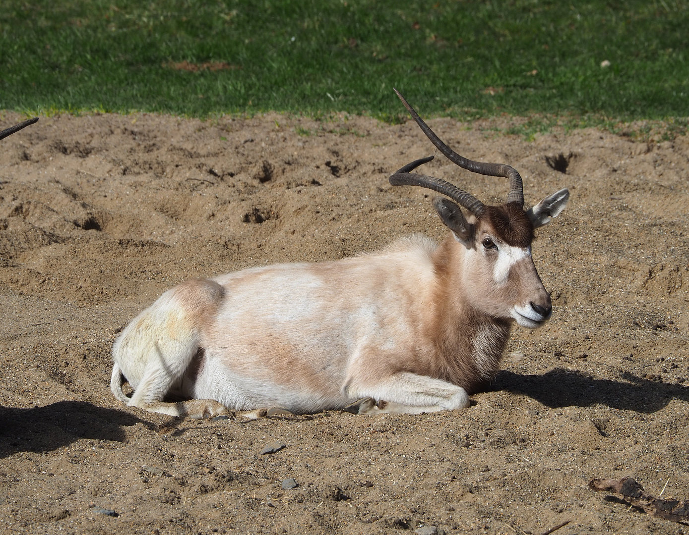 Addax (Addax nasomaculatus), 2022-04-12