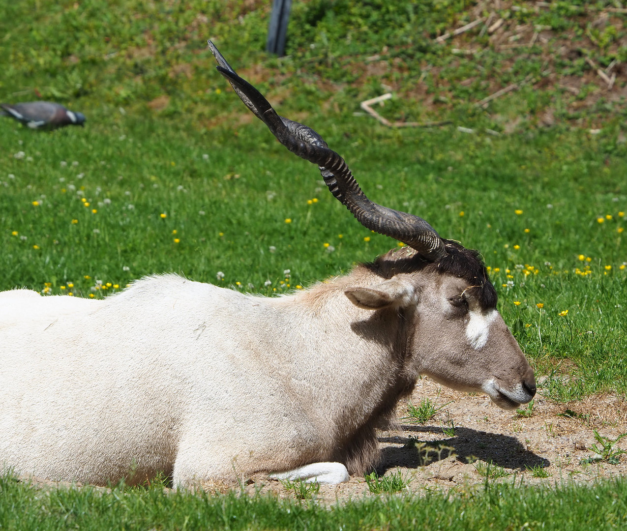 Addax (Addax nasomaculatus), 2022-05-28