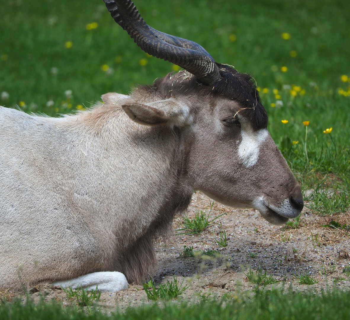 Addax (Addax nasomaculatus), 2022-05-28