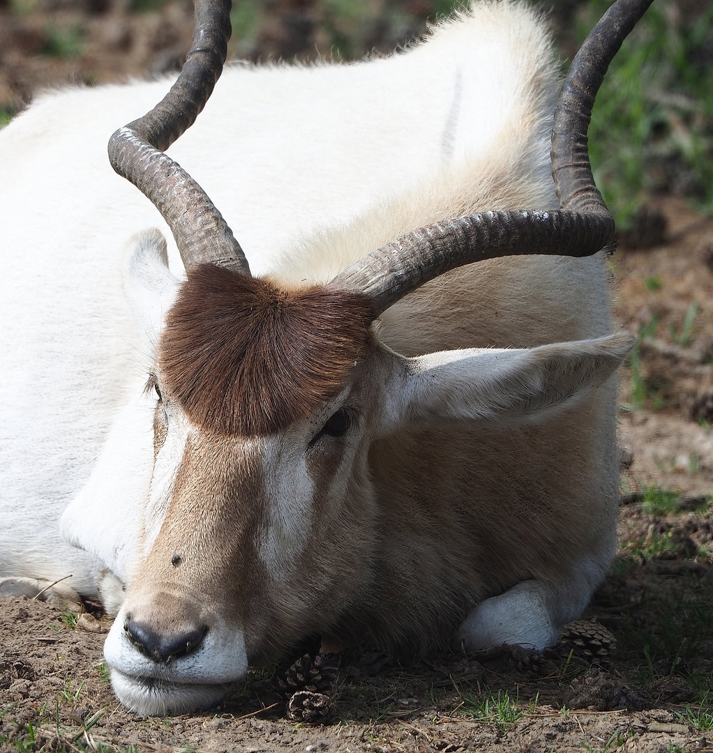 Addax (Addax nasomaculatus), 2022-06-12
