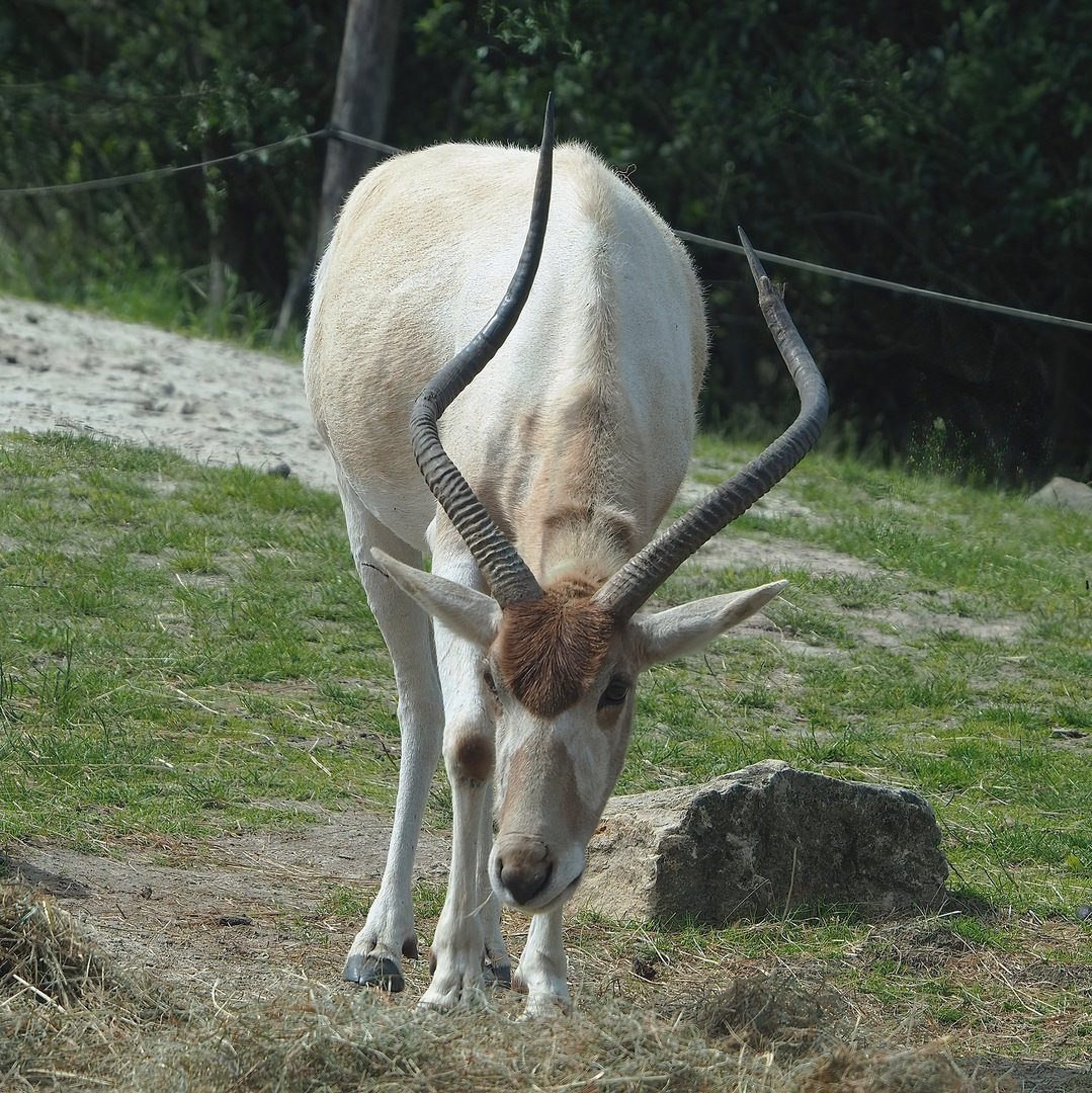 Addax (Addax nasomaculatus), 2022-06-12