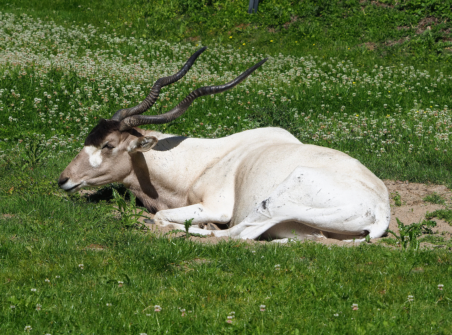 Addax (Addax nasomaculatus), 2022-06-15