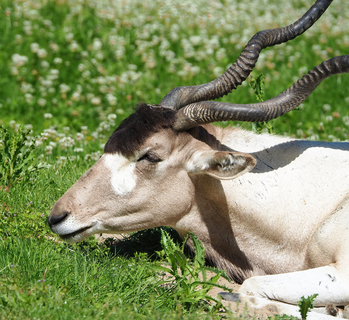 Addax (Addax nasomaculatus), 2022-06-15