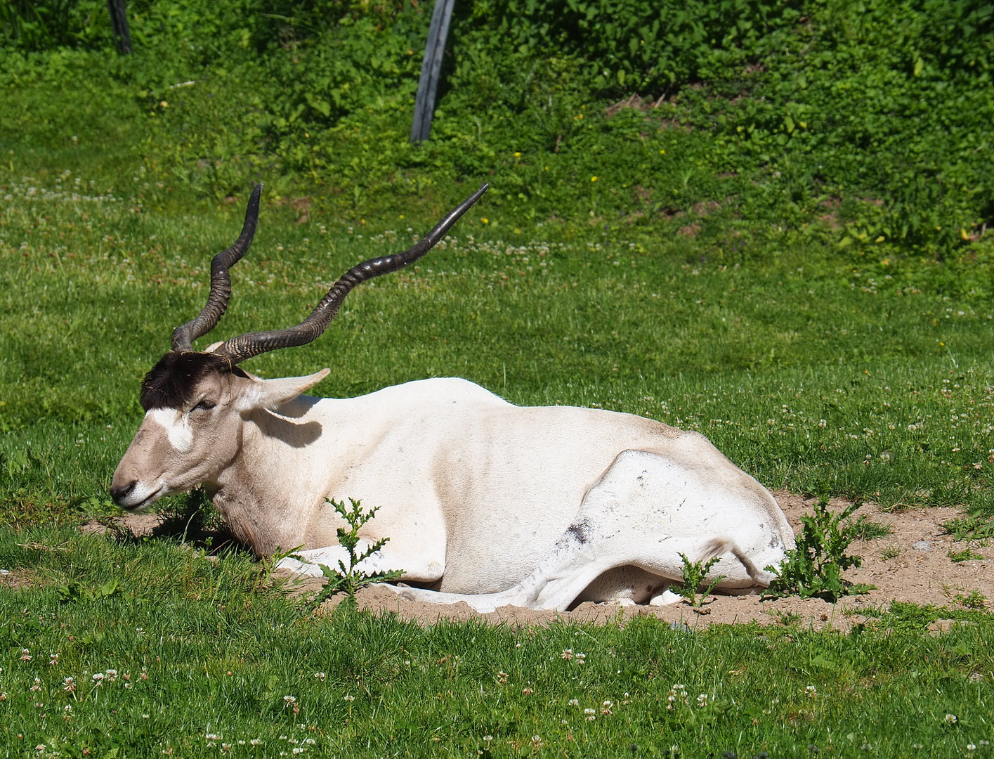 Addax (Addax nasomaculatus), 2022-07-03