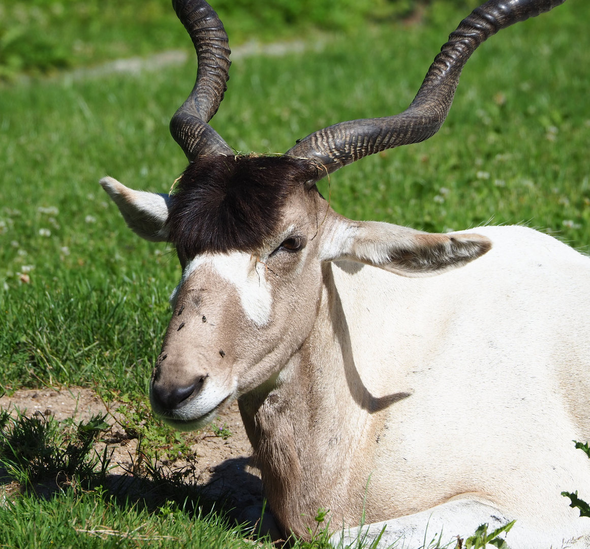 Addax (Addax nasomaculatus), 2022-07-03