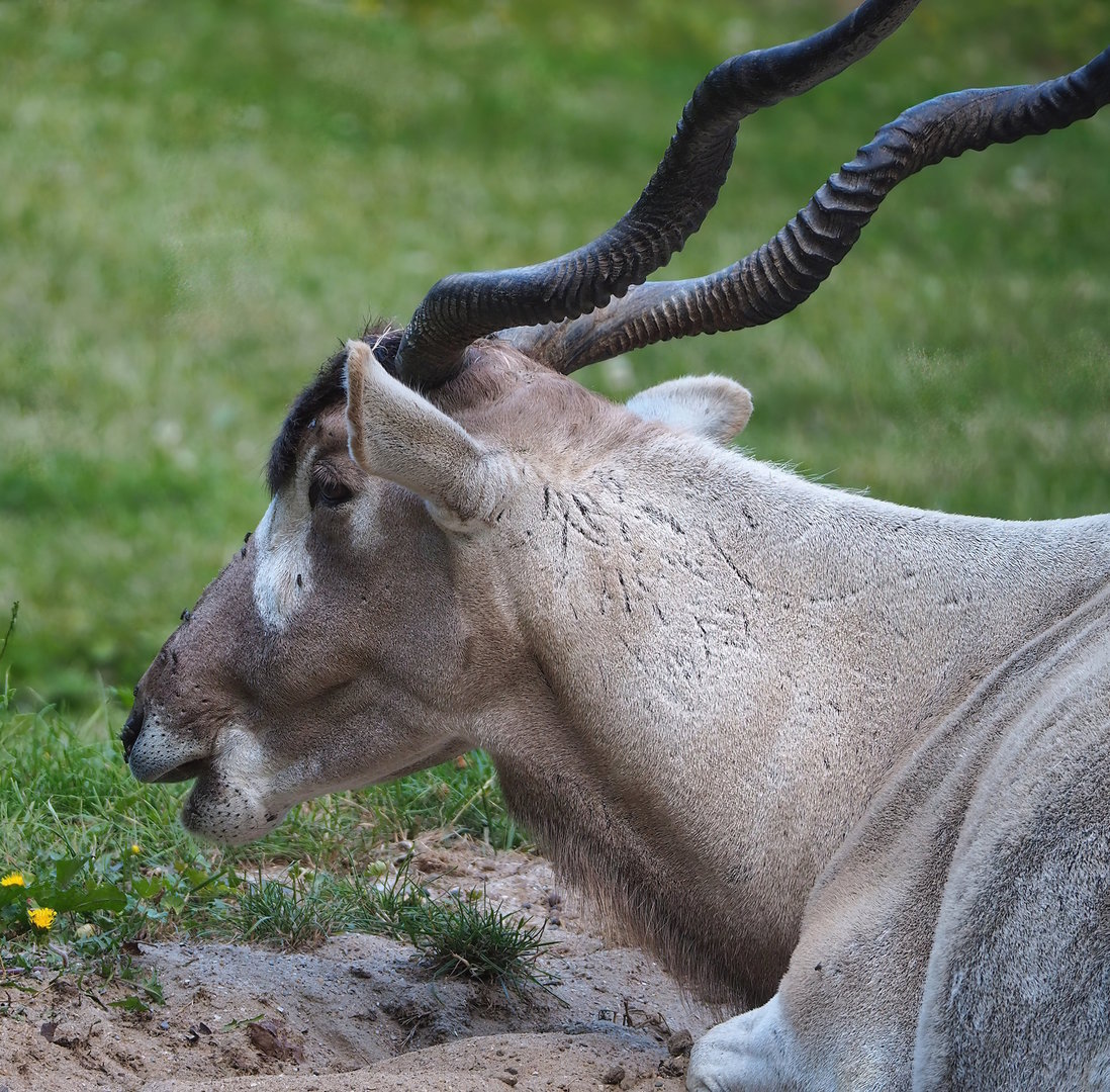 Addax (Addax nasomaculatus), 2022-07-16