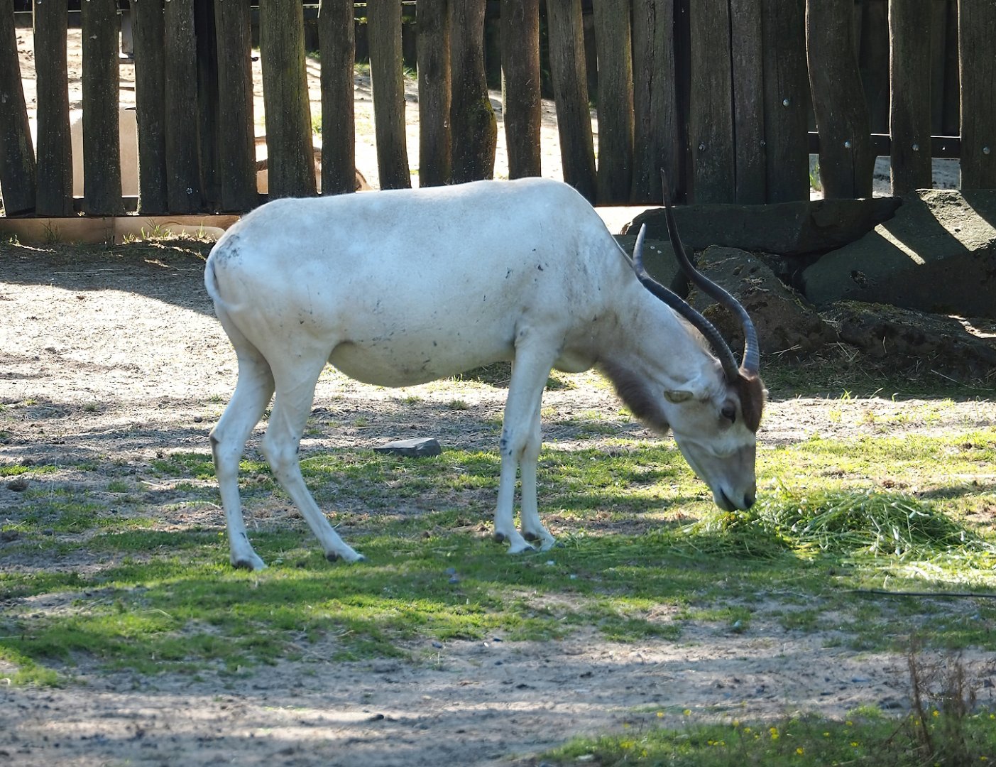 Addax (Addax nasomaculatus), 2023-07-08