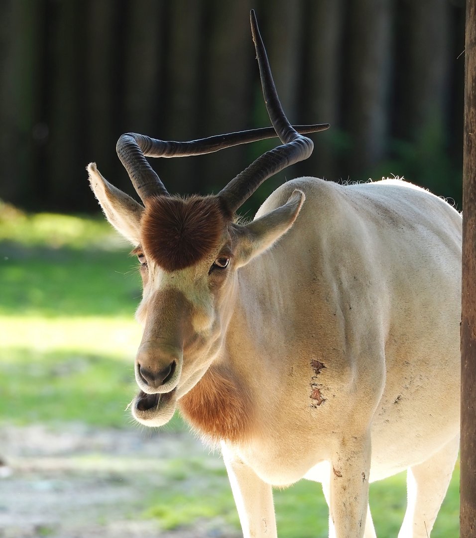 Addax (Addax nasomaculatus), 2023-07-26