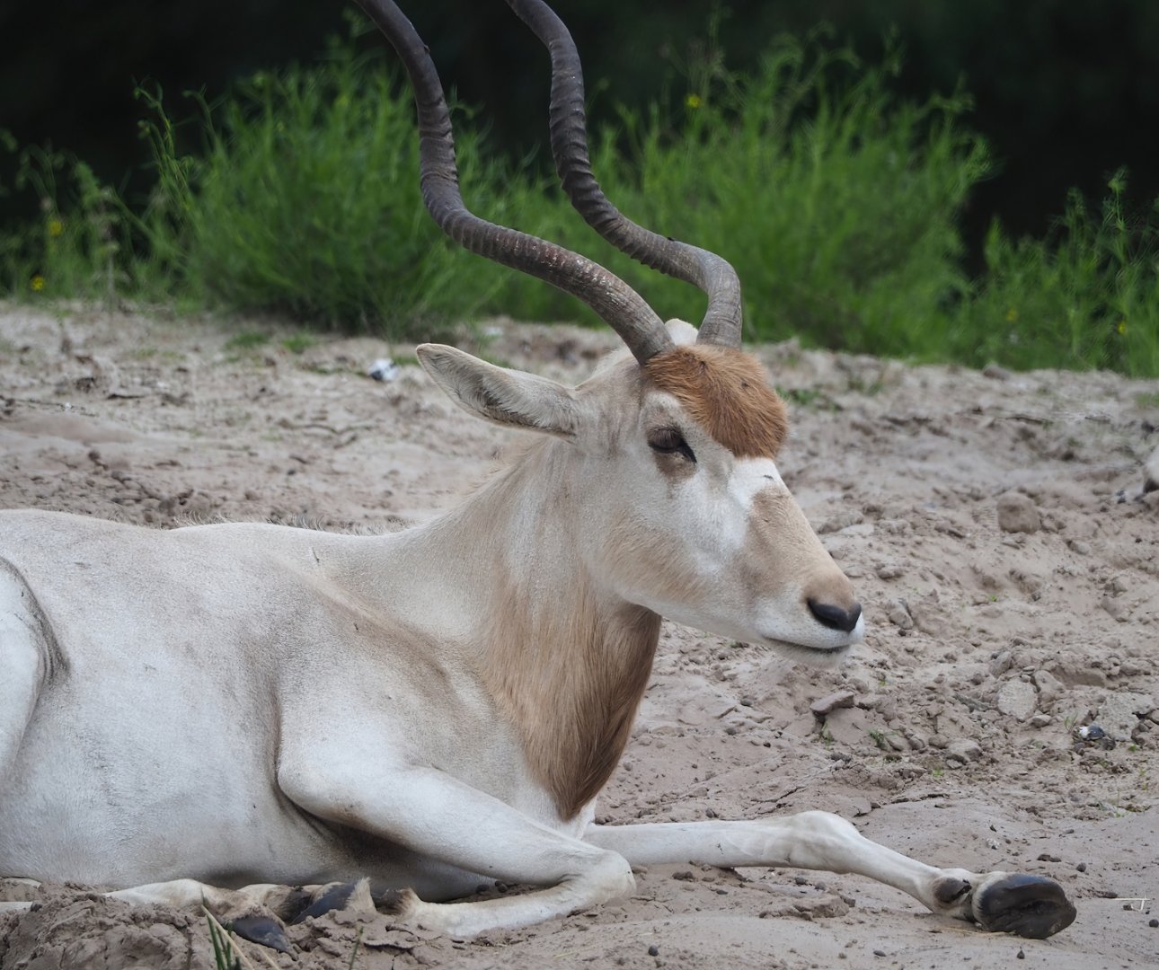 Addax (Addax nasomaculatus), 2023-08-15