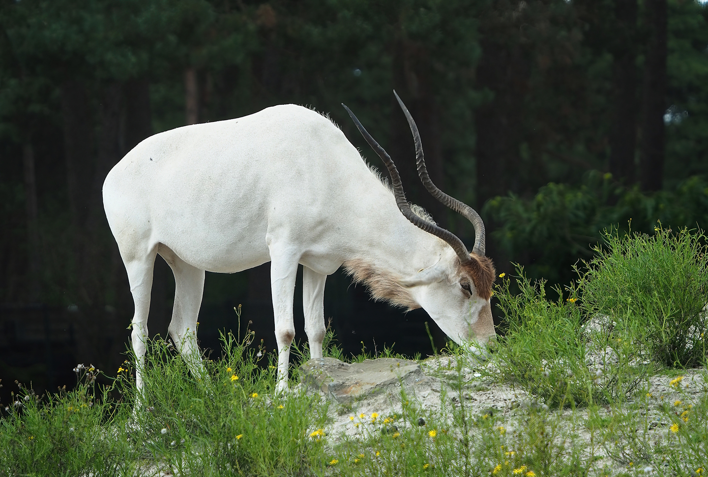 Addax (Addax nasomaculatus), 2023-08-15