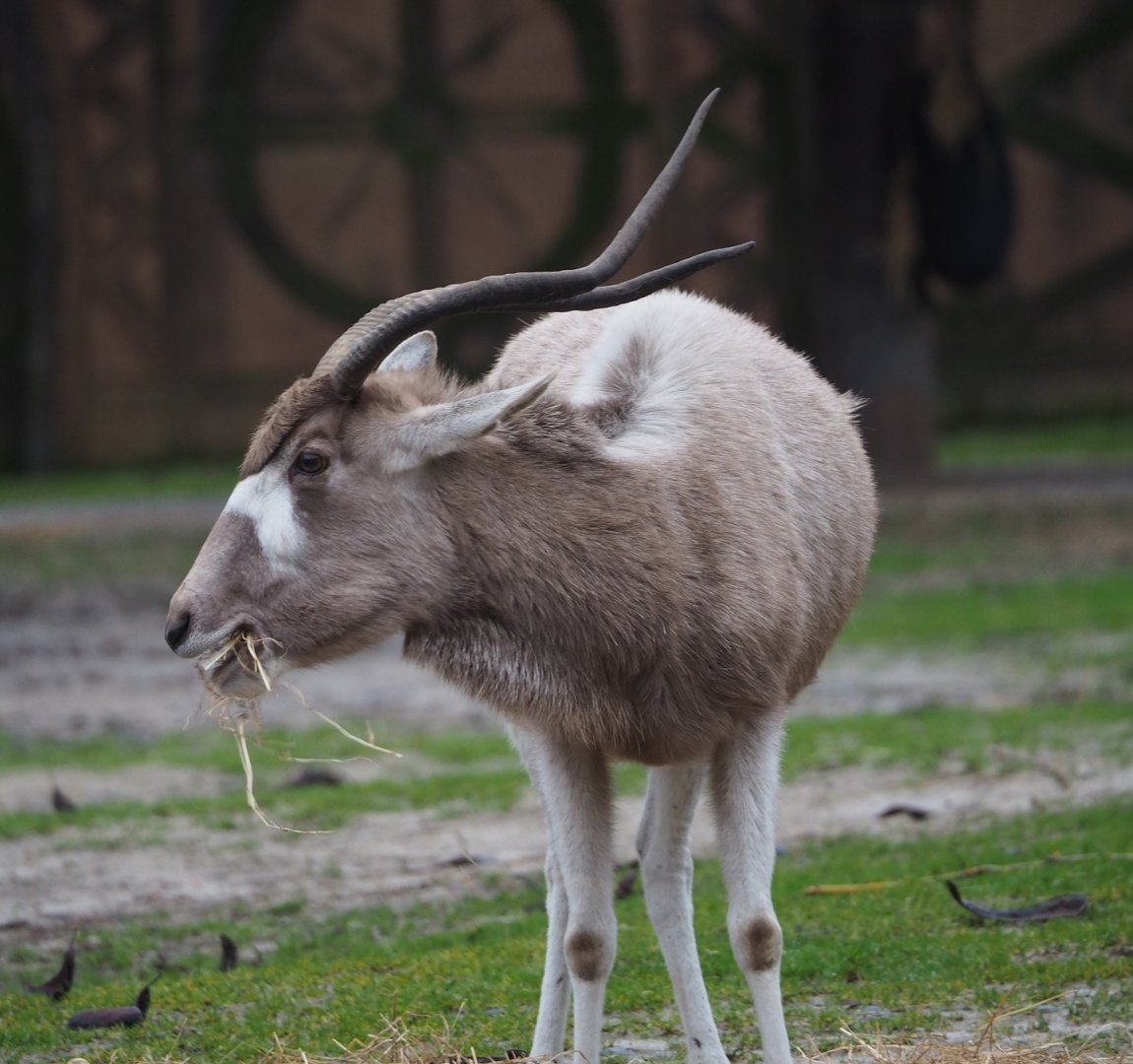 Addax (Addax nasomaculatus), 2024-01-01