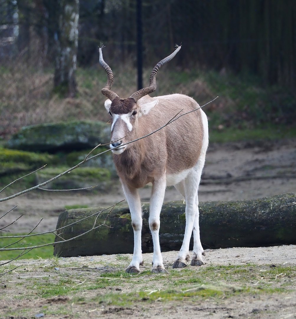 Addax (Addax nasomaculatus), 2024-03-04