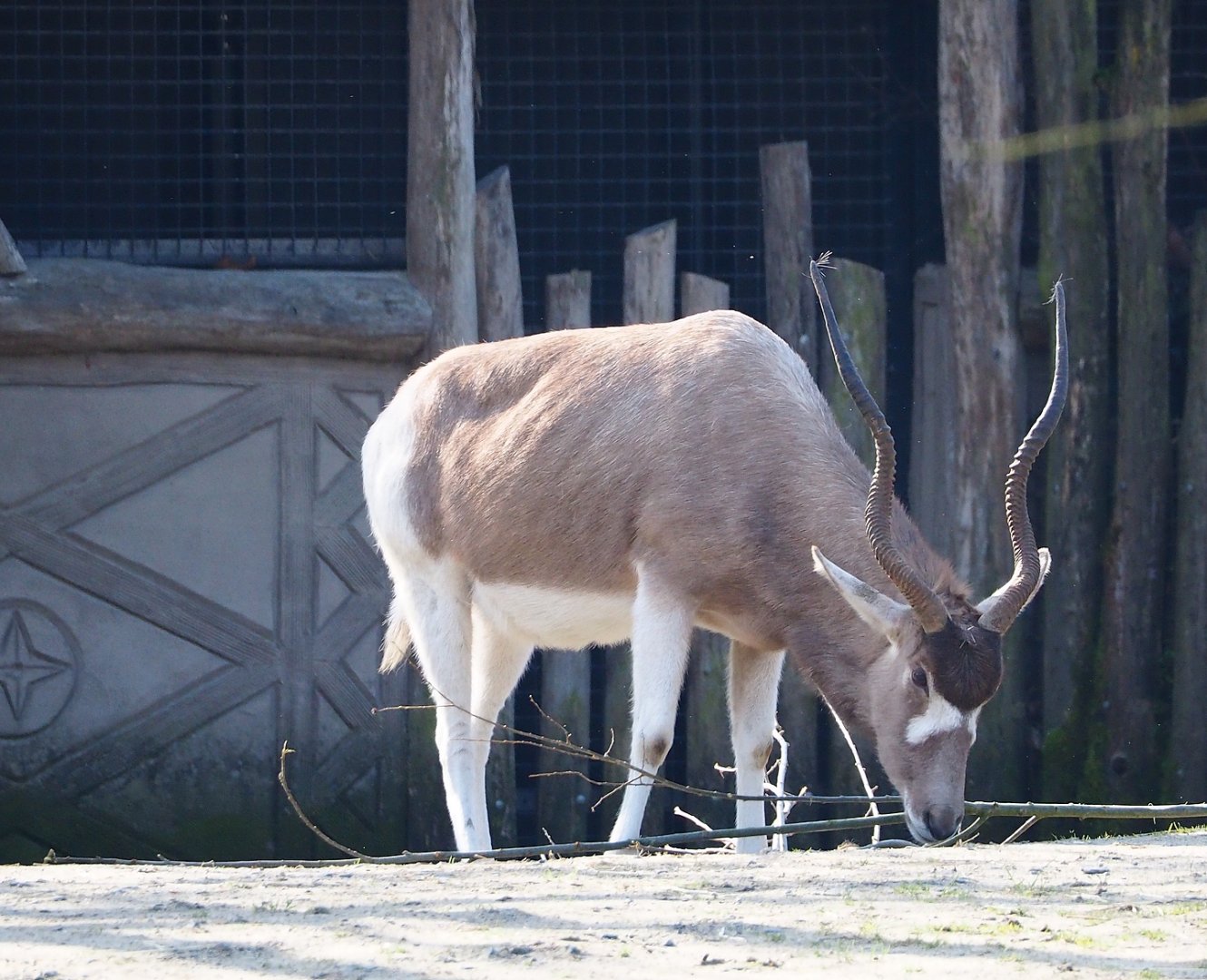 Addax (Addax nasomaculatus), 2024-03-04