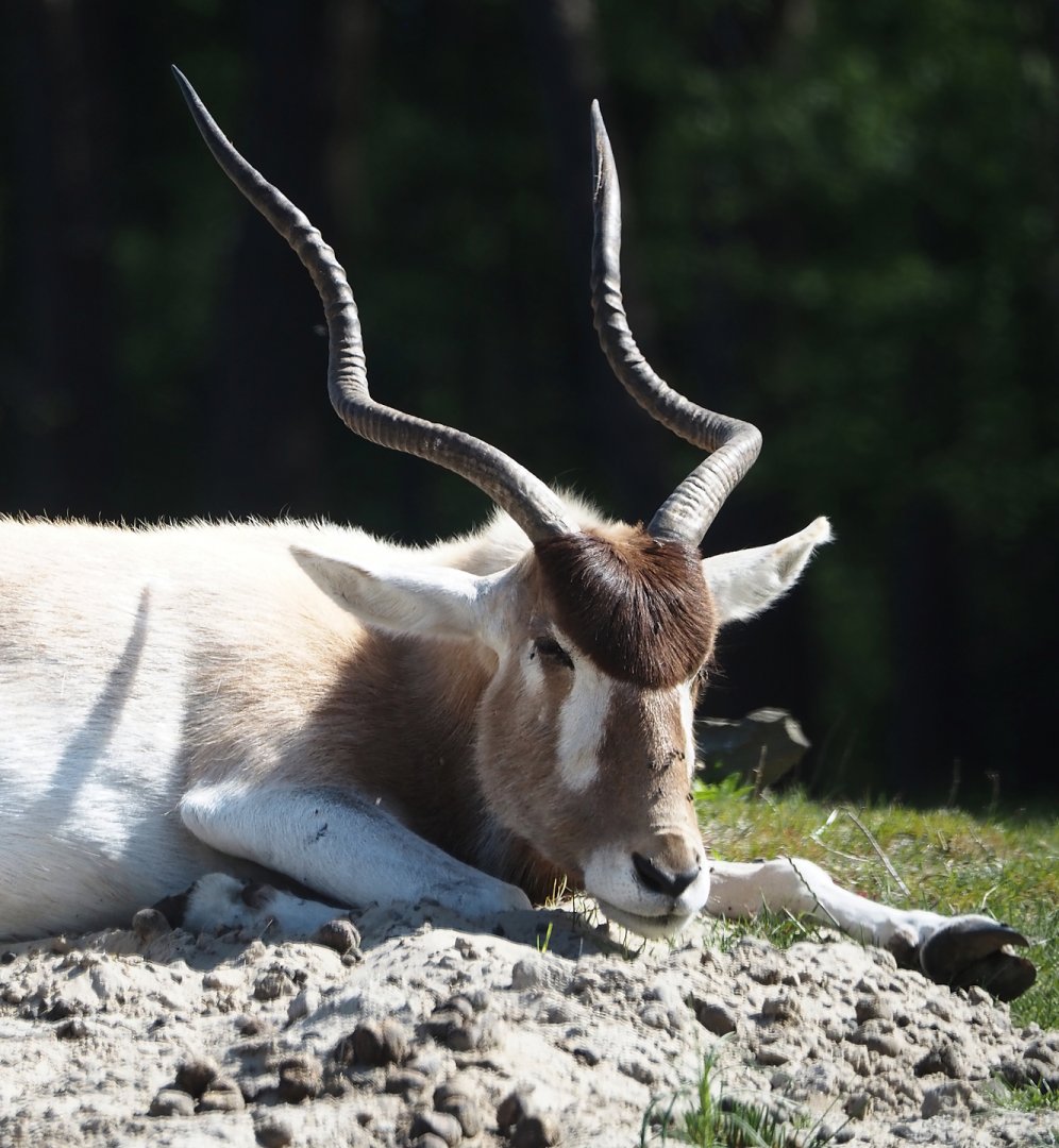 Addax (Addax nasomaculatus), 2025-04-30