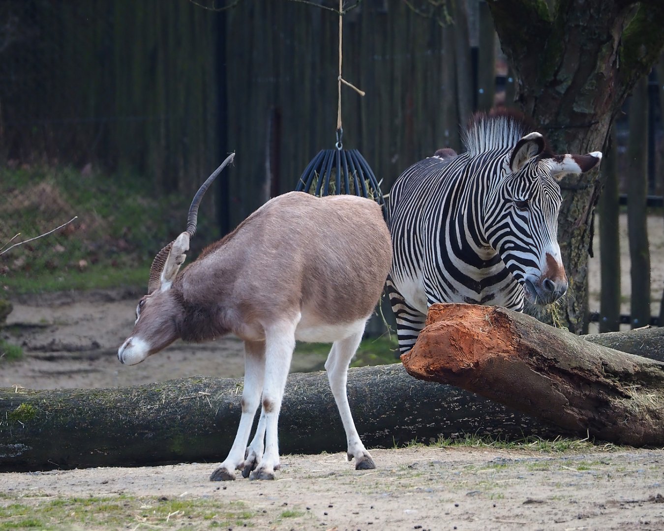 Addax (Addax nasomaculatus) and Grévy's zebra (Equus grevyi), 2024-03-04