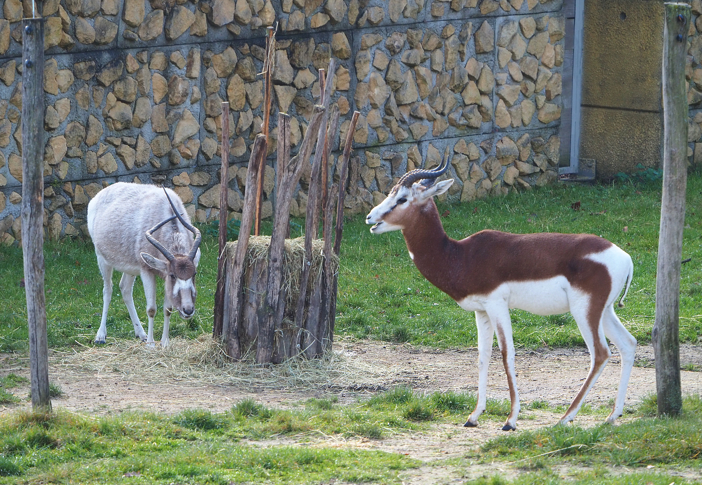 Addax (Addax nasomaculatus) and Mhorr gazelle (Nanger dama mhorr), 2021-11-23