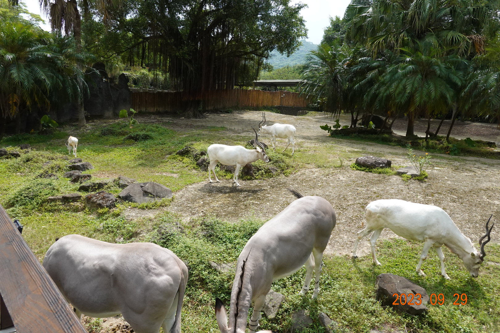 Addax (Addax nasomaculatus) and Somali Wild Ass (Equus africanus somaliensis)
