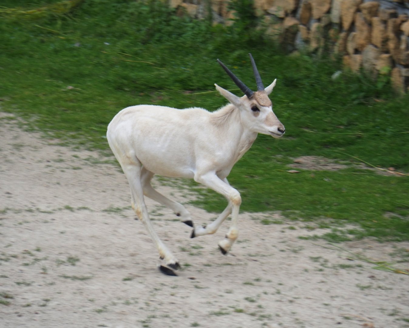 Addax (Addax nasomaculatus) calf running around, 2019-06-26