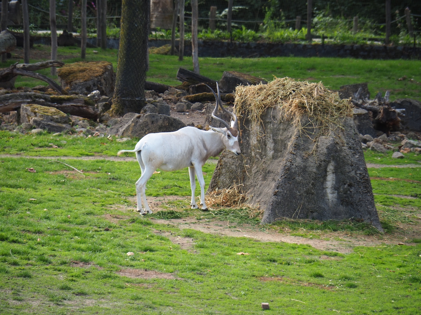 Addax (Addax nasomaculatus) eating hay