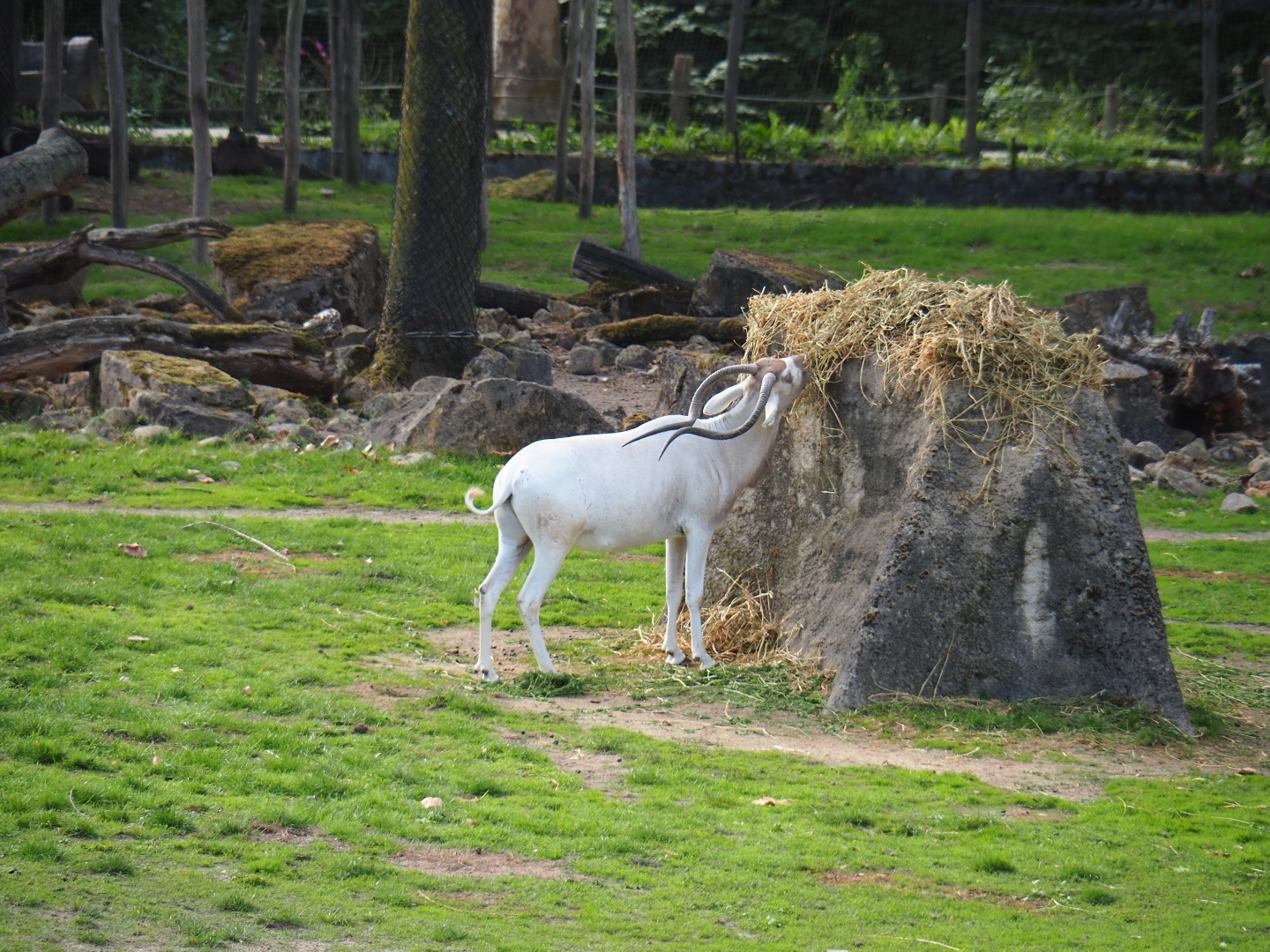 Addax (Addax nasomaculatus) eating hay