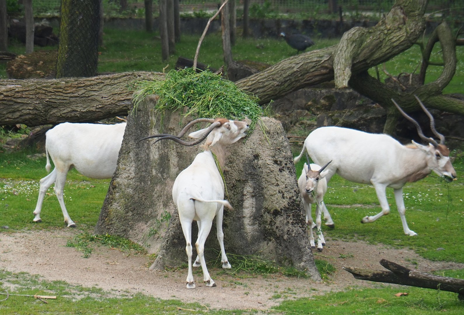 Addax (Addax nasomaculatus) feeding, 2019-06-26