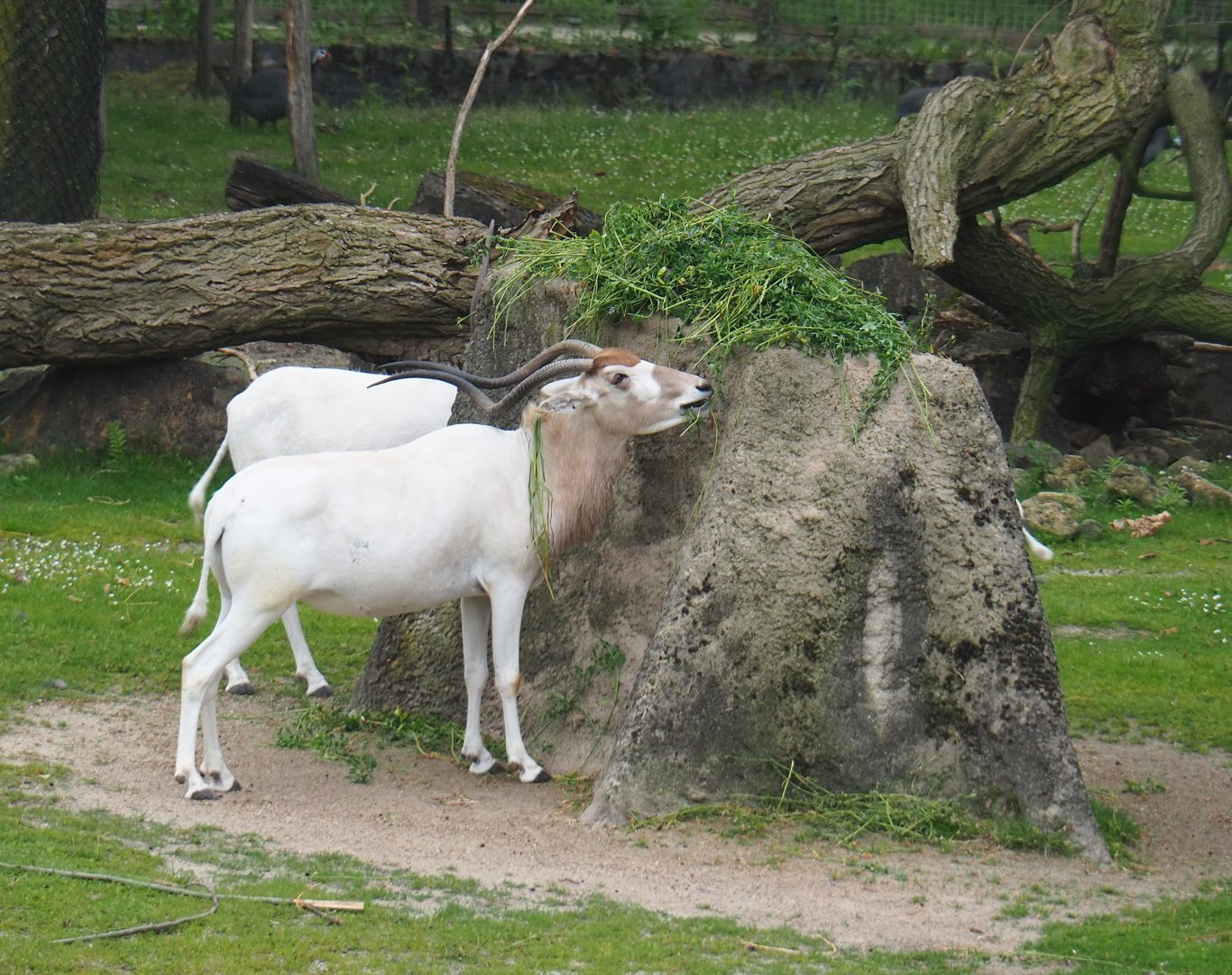 Addax (Addax nasomaculatus) feeding, 2019-06-26