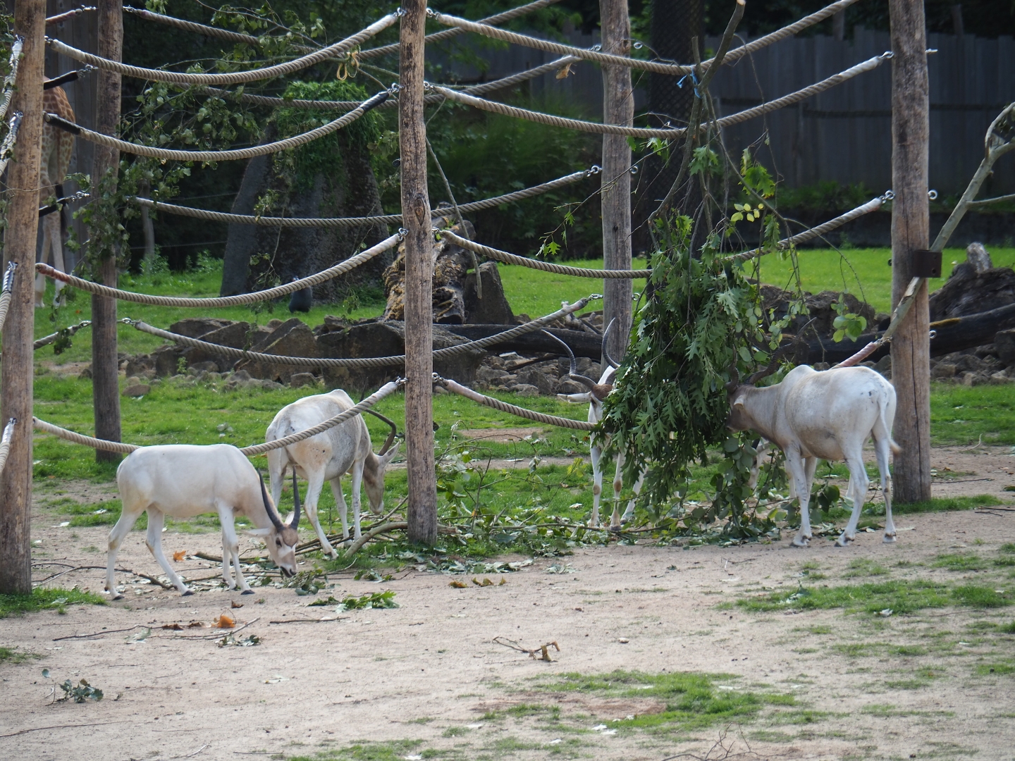 Addax (Addax nasomaculatus) feeding on browse