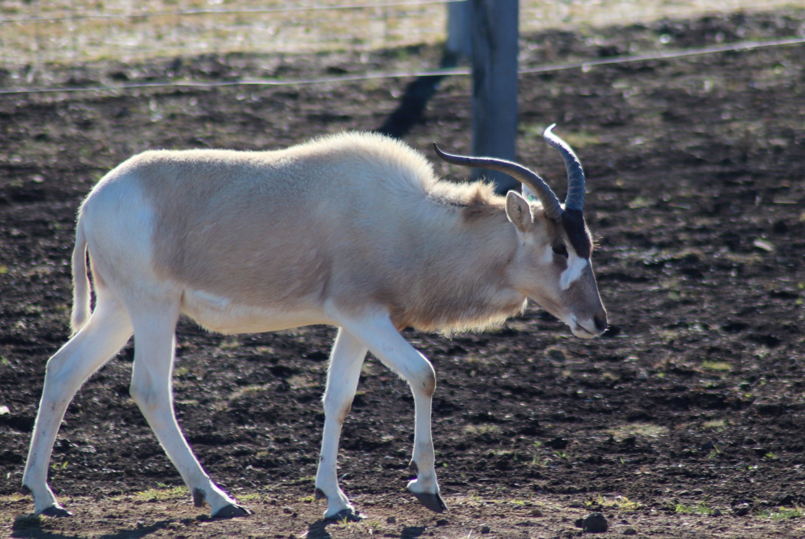 Addax (Addax nasomaculatus) - July 2020