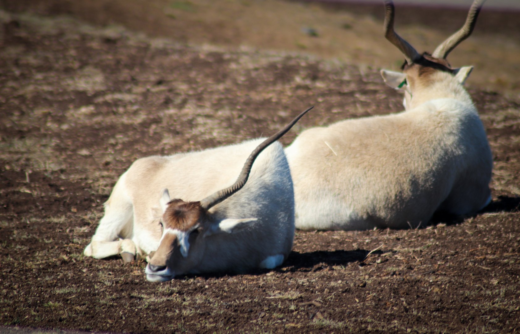 Addax (Addax nasomaculatus) - July 2020