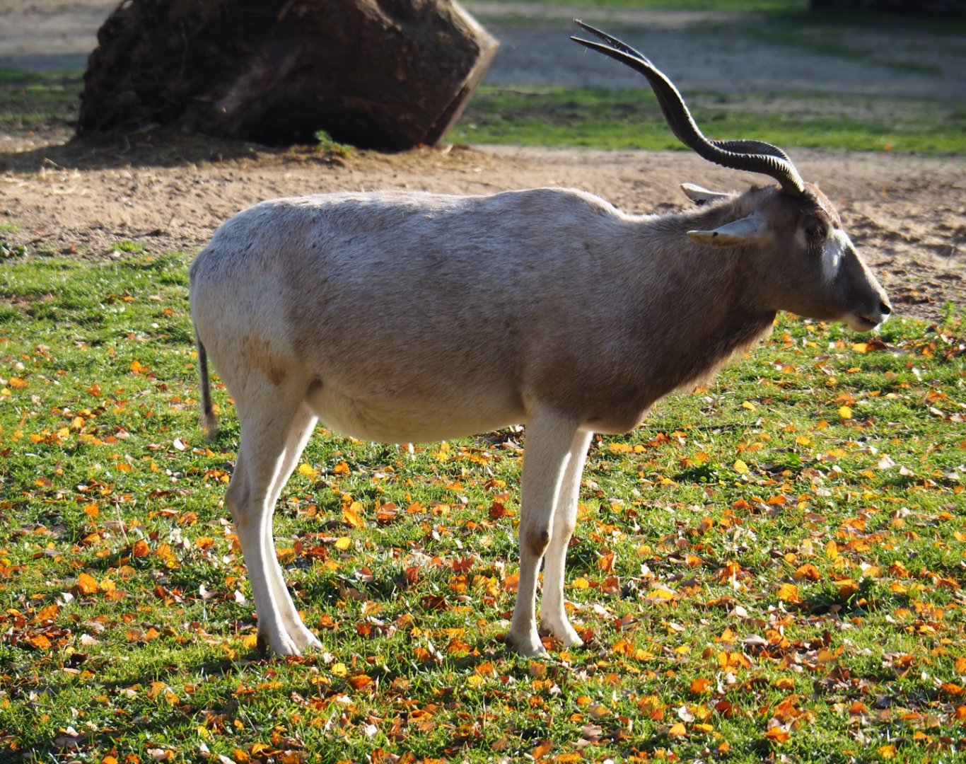 Addax (Addax nasomaculatus), Nov 18th, 2018