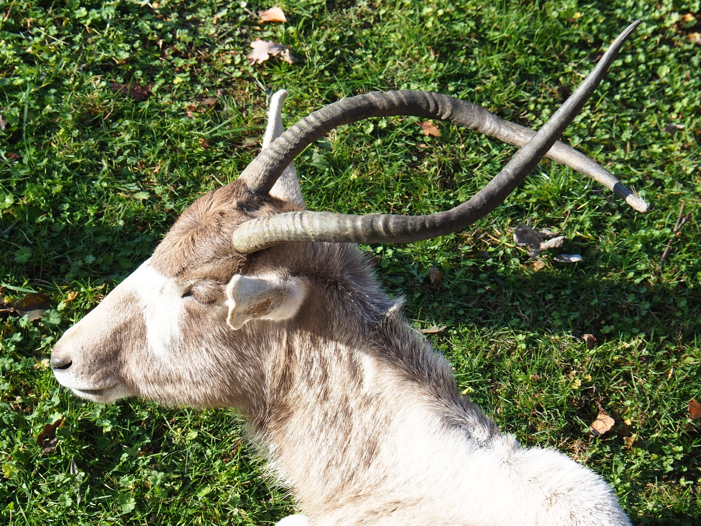Addax (Addax nasomaculatus), Nov 18th, 2018