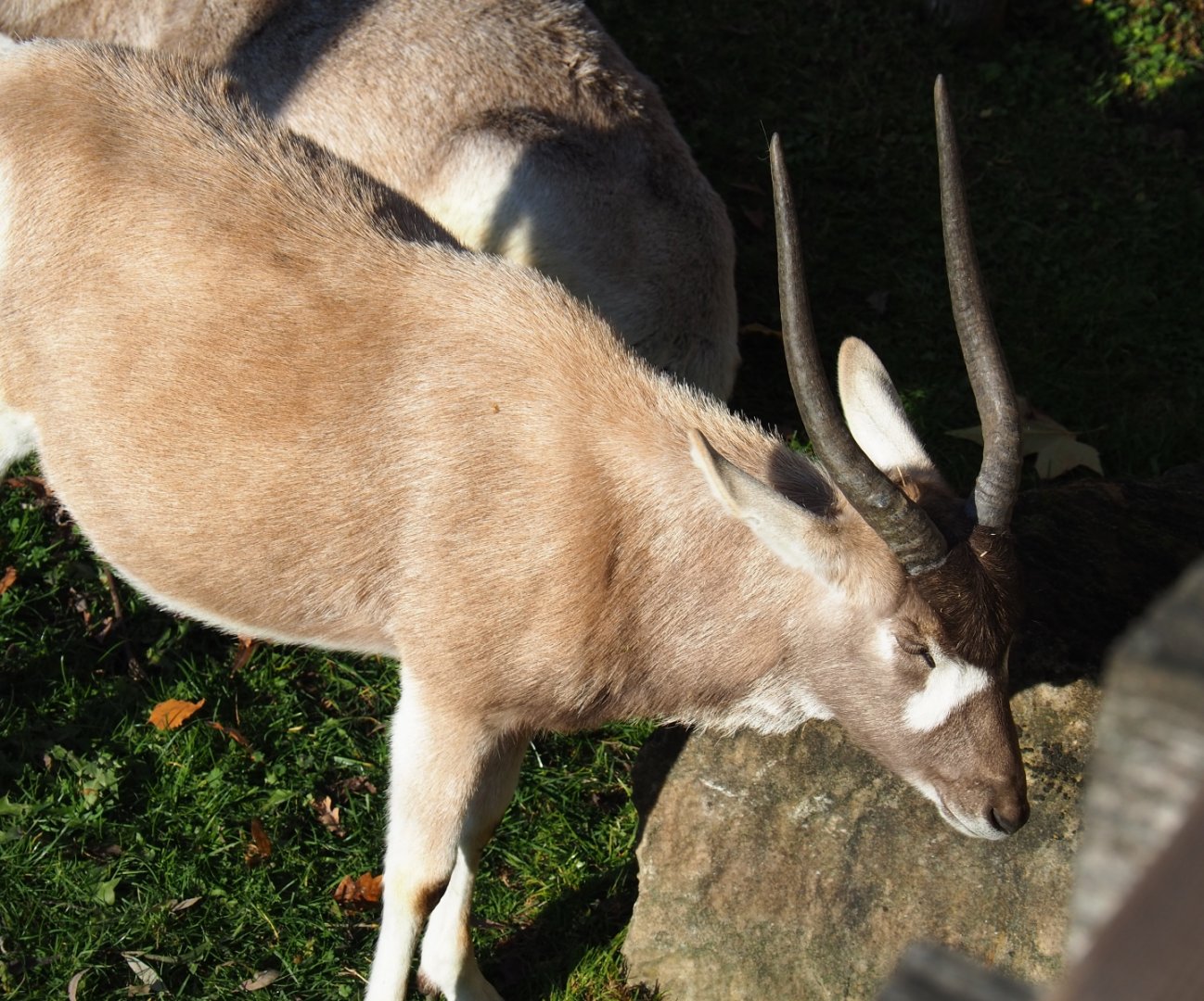 Addax (Addax nasomaculatus), Nov 18th, 2018