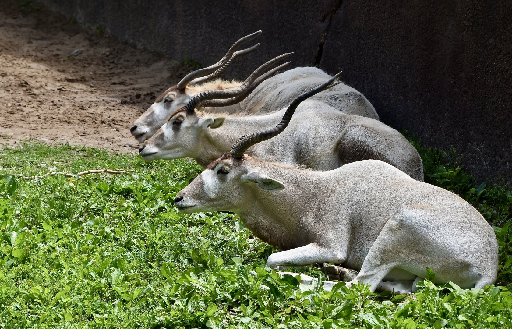 Addax (Addax nasomaculatus) trio in formation
