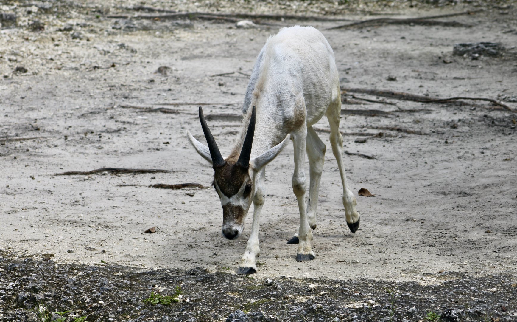 Addax (Addax nasomaculatus) young